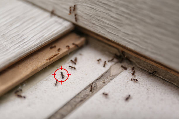 Best Pest Control for Restaurants  in St Clairsville, OH
